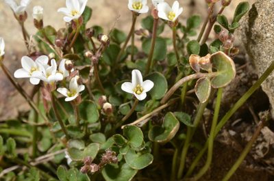 Cardamine glara, photographed by Pieter Pelser
