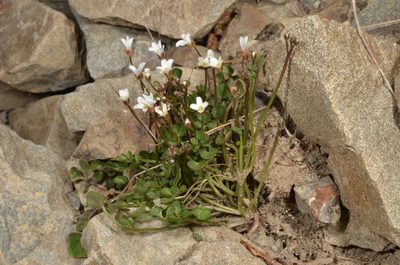 Cardamine glara, photographed by Pieter Pelser