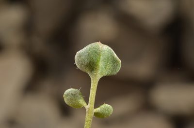 Cardamine glara, photographed by Pieter Pelser