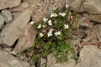 Cardamine glara, photographed by Pieter Pelser