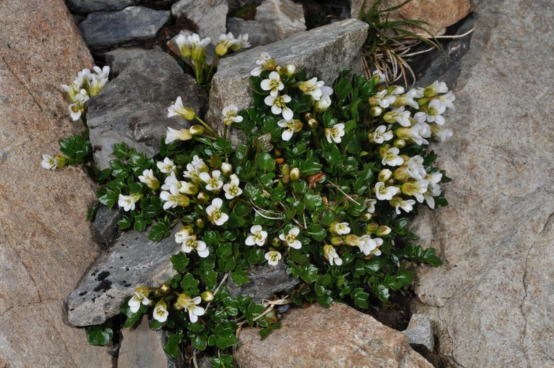 Cardamine alalata, photographed by Pieter Pelser