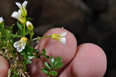 Cardamine alalata, photographed by Pieter Pelser