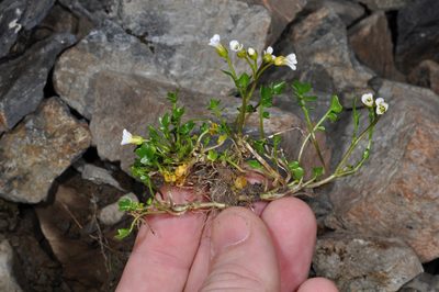 Cardamine alalata, photographed by Pieter Pelser
