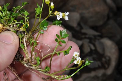 Cardamine alalata, photographed by Pieter Pelser