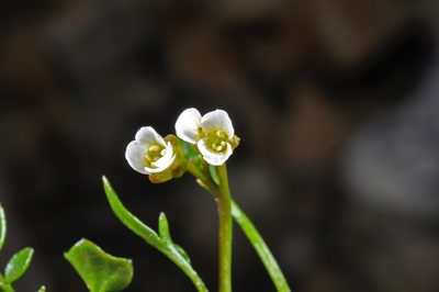 Cardamine alalata, photographed by Pieter Pelser
