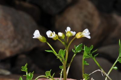 Cardamine alalata, photographed by Pieter Pelser