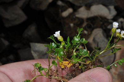 Cardamine alalata, photographed by Pieter Pelser