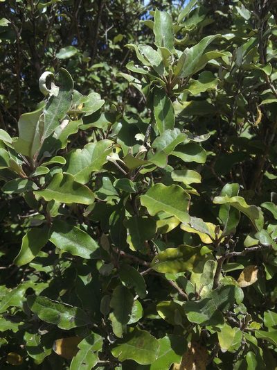 Olearia albida, photographed by Peter de Lange