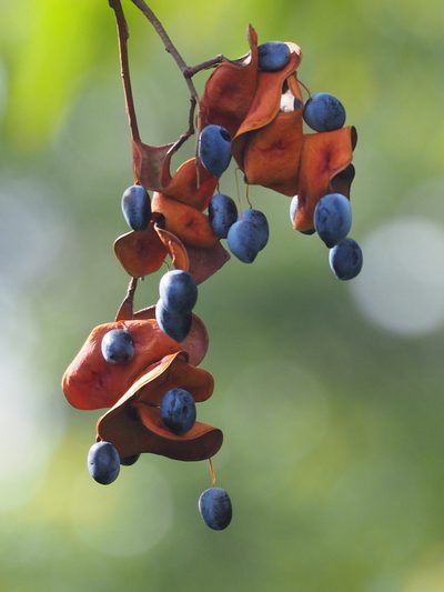 Archidendron lucidum, photographed by 葉子