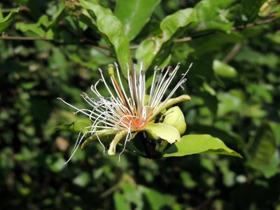 Capparis erythrocarpos, photographed by Vijay Barve