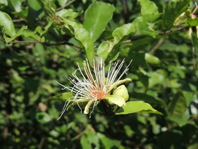 Capparis erythrocarpos, photographed by Vijay Barve