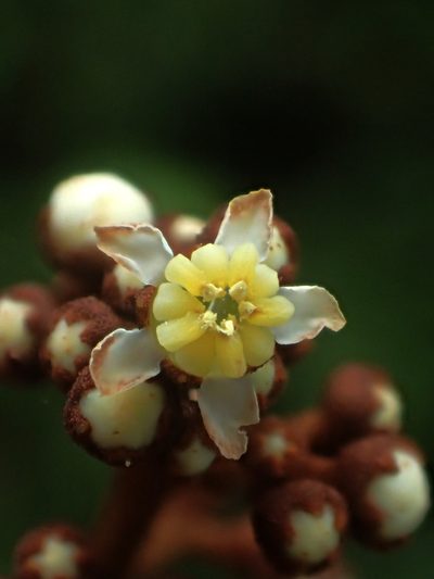 Astronia ferruginea, photographed by 葉子