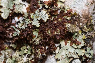 Frullania asagrayana, photographed by Ken-ichi Ueda
