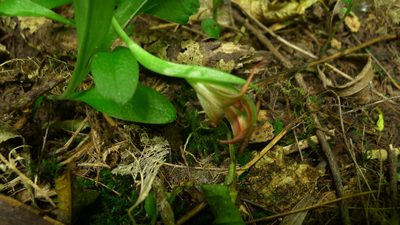 Pterostylis areolata, photographed by Sarah Richardson