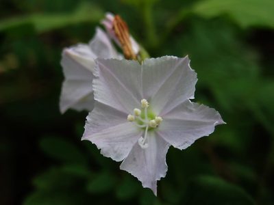 Jacquemontia paniculata, photographed by 葉子