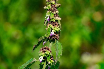 Anisomeles indica, photographed by Shawn O'Donnell