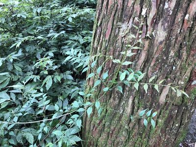 Zanthoxylum scandens, photographed by Cheng-Tao Lin