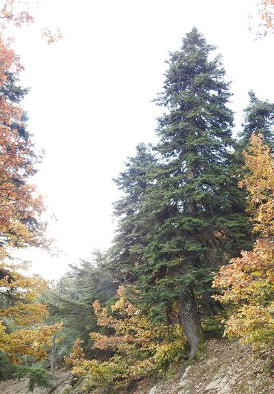Abies numidica, photographed by Karim Haddad
