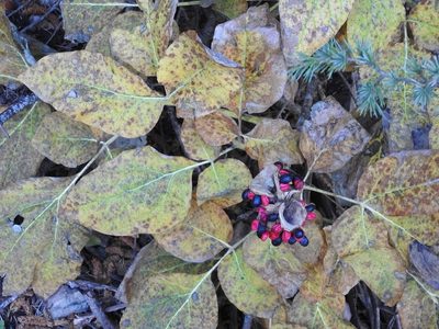 Paeonia algeriensis, photographed by Karim Haddad