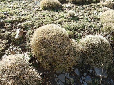Bupleurum spinosum, photographed by Karim Haddad