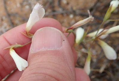 Hesperantha bachmannii, photographed by Peter Warren