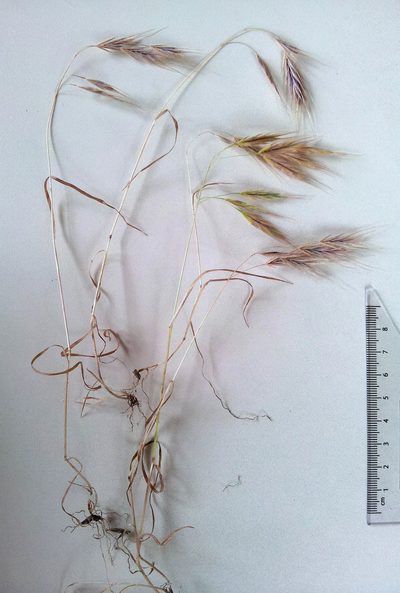 Bromus arenarius, photographed by Peter de Lange