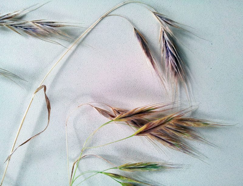 Bromus arenarius, photographed by Peter de Lange