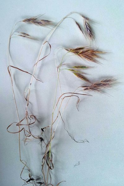 Bromus arenarius, photographed by Peter de Lange
