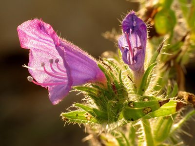 Echium creticum, photographed by Katja Schulz