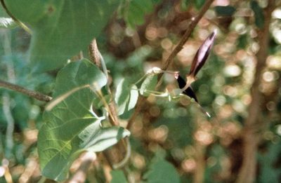 Aristolochia albida, photographed by i_c_riddell