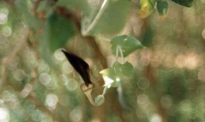 Aristolochia albida, photographed by i_c_riddell