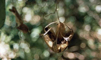 Aristolochia albida, photographed by i_c_riddell