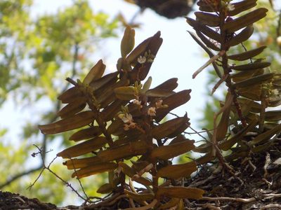 Calyptrochilum christyanum, photographed by i_c_riddell