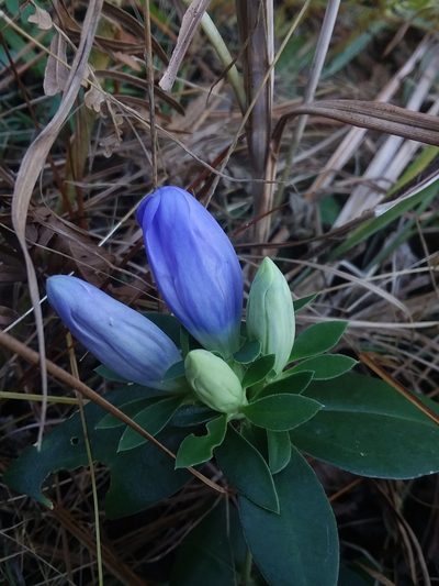 Gentiana catesbaei, photographed by Will McFarland
