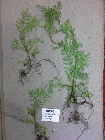 Psoralea suaveolens, photographed by Charles Stirton