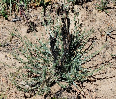Lotononis rigida, photographed by Charles Stirton