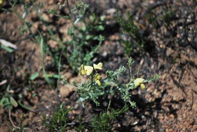 Lotononis rigida, photographed by Charles Stirton
