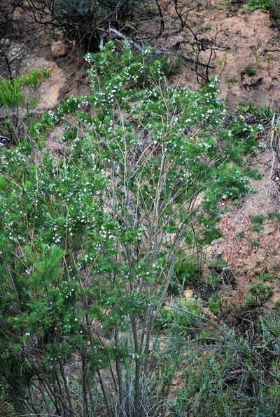 Psoralea suaveolens, photographed by Charles Stirton