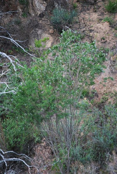Psoralea suaveolens, photographed by Charles Stirton