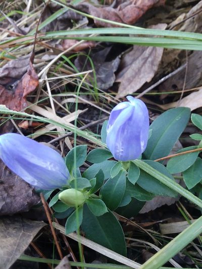 Gentiana catesbaei, photographed by Will McFarland
