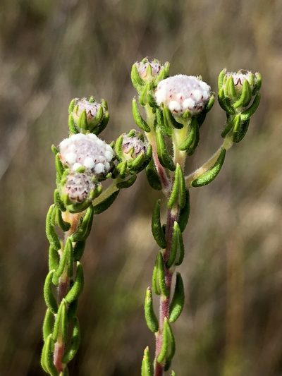 Phylica floribunda, photographed by Dave U