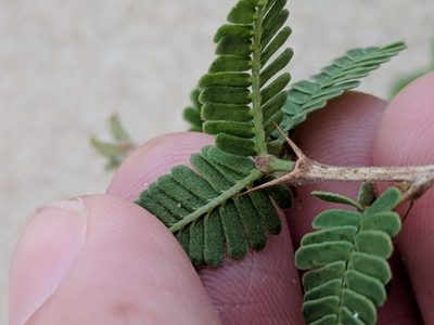 Strombocarpa cinerascens, photographed by Alison Northup