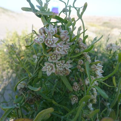 Funastrum arenarium, photographed by John Hibbard