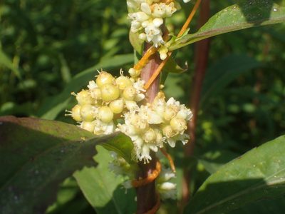 Cuscuta cephalanthi, photographed by Ian Manning
