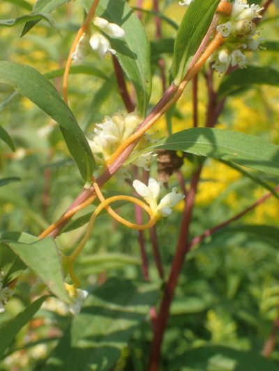 Cuscuta cephalanthi, photographed by Ian Manning