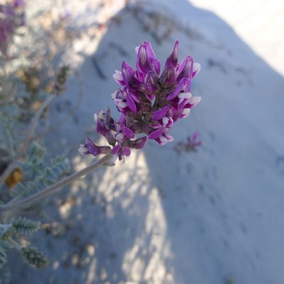 Astragalus magdalenae, photographed by John Hibbard