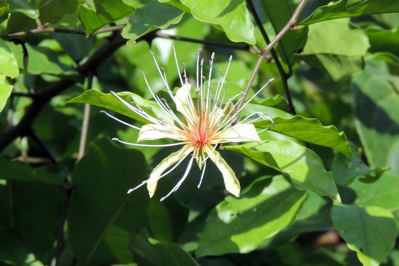 Capparis erythrocarpos, photographed by Vijay Barve