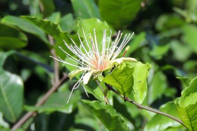 Capparis erythrocarpos, photographed by Vijay Barve
