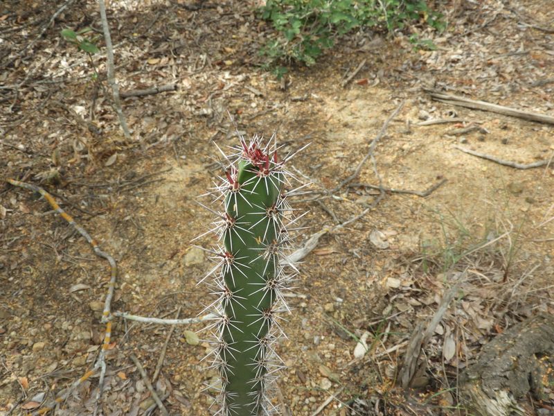 Stenocereus kerberi, photographed by Francisco Farriols Sarabia