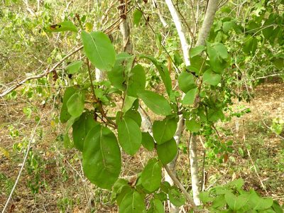 Neea psychotrioides, photographed by Francisco Farriols Sarabia